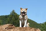 AKITA INU 437
